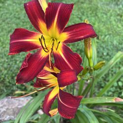 Red and yellow large daylilies