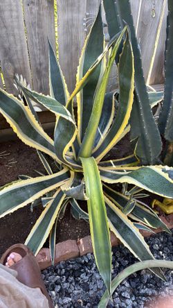 Agave
