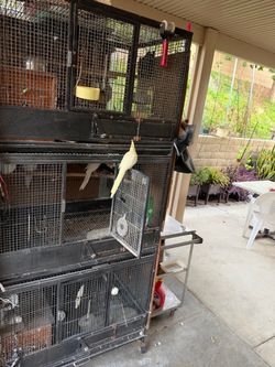 birdcage