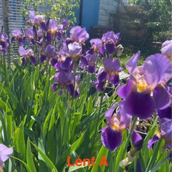 Iris- Lent A Williamson 