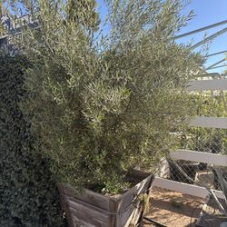 Fruitless Olive Trees 30 Gal