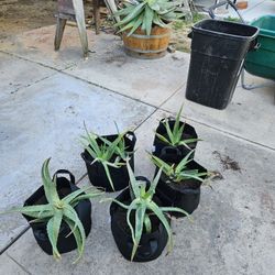 Aloe Plants (Savila) 