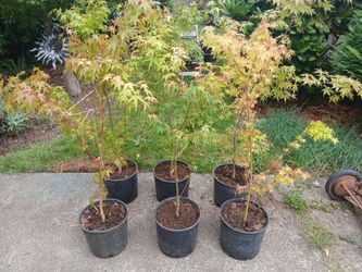 Golden Falls Japanese Maples
