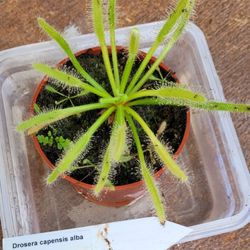 Sundew, Drosera capensis Alba
