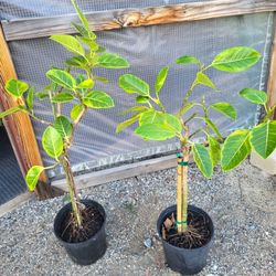 Ficus Altissima Plant 10" Pot $15 Each