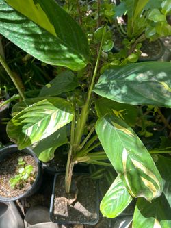 Planta