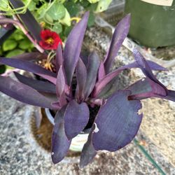 Purple Heart 💜 Tradescantia Plant In Pot Deep Color 