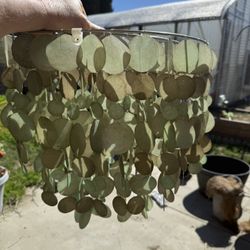 Light Shades/ Wind Chimes 