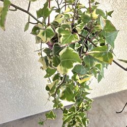 ✨️💚Variegated Wax Ivy🌿💚