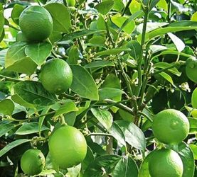Lime Trees