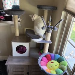 Cat House