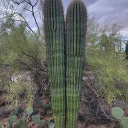 Different Size Saguaros To Choose From