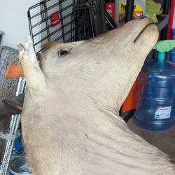 🐂 Head for the display  make an offer 🫴 in