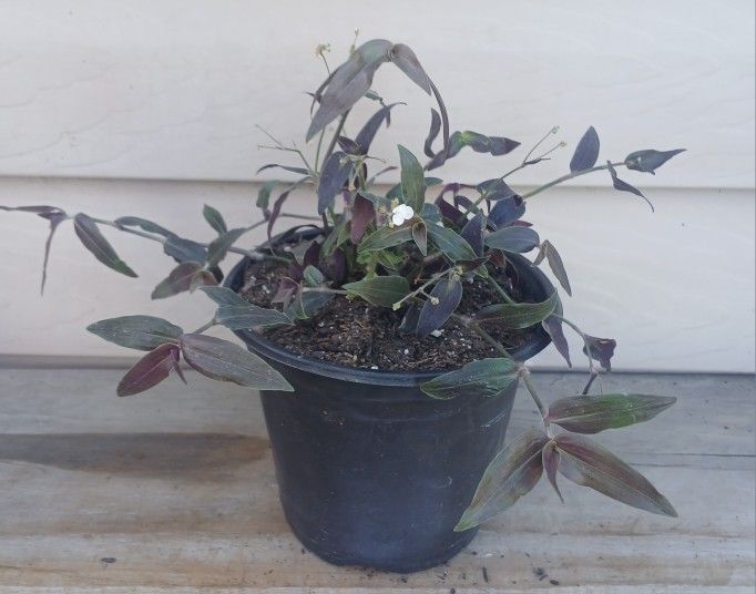 Tradescantia Jose Puig Plant 🪴 (A) 