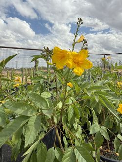 Yellow Bells