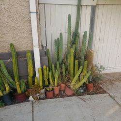 Trichocereus Pachanoi/bridgesii Cactus