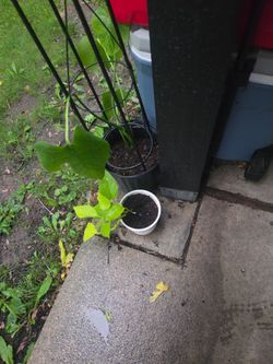 Plant Lot