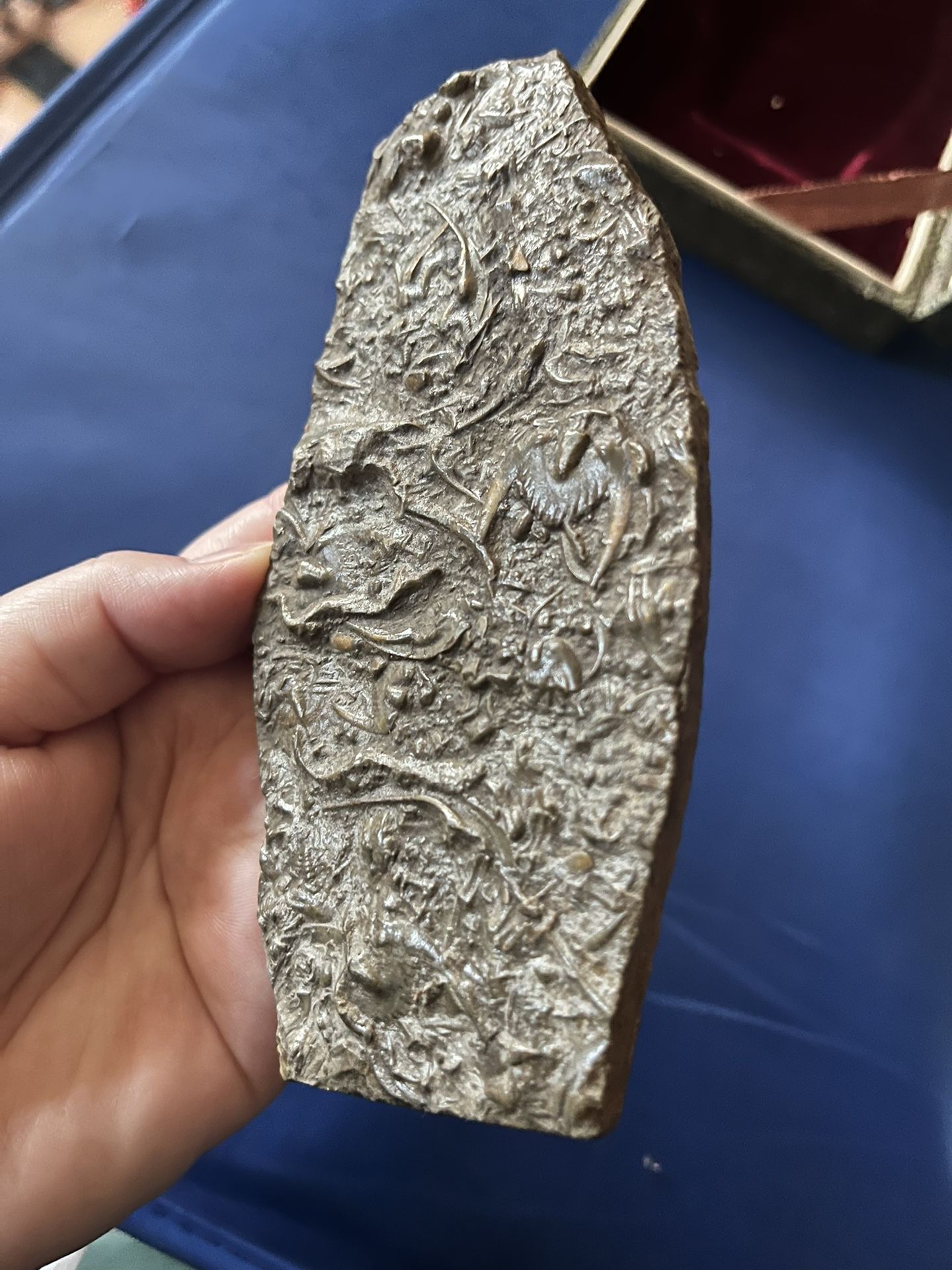 Cambrian trilobite fossil  main image 6