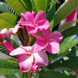 Plumeria Blooming