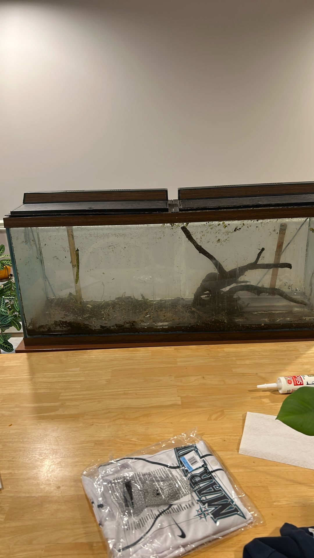 55 Gallon Aquarium And Hood