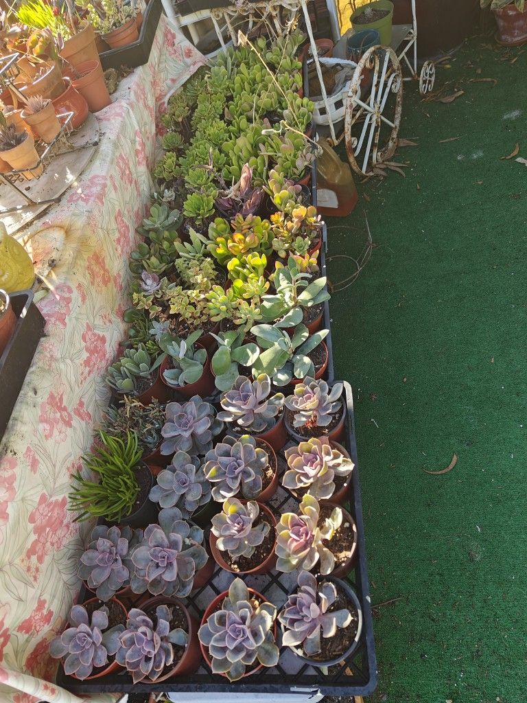 Sale π° Succulents In 4" Pots