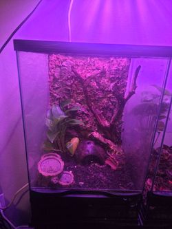 Frog Tank (bioactive) vivarium Terrarium