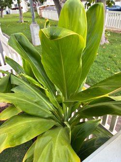 T-Leaves