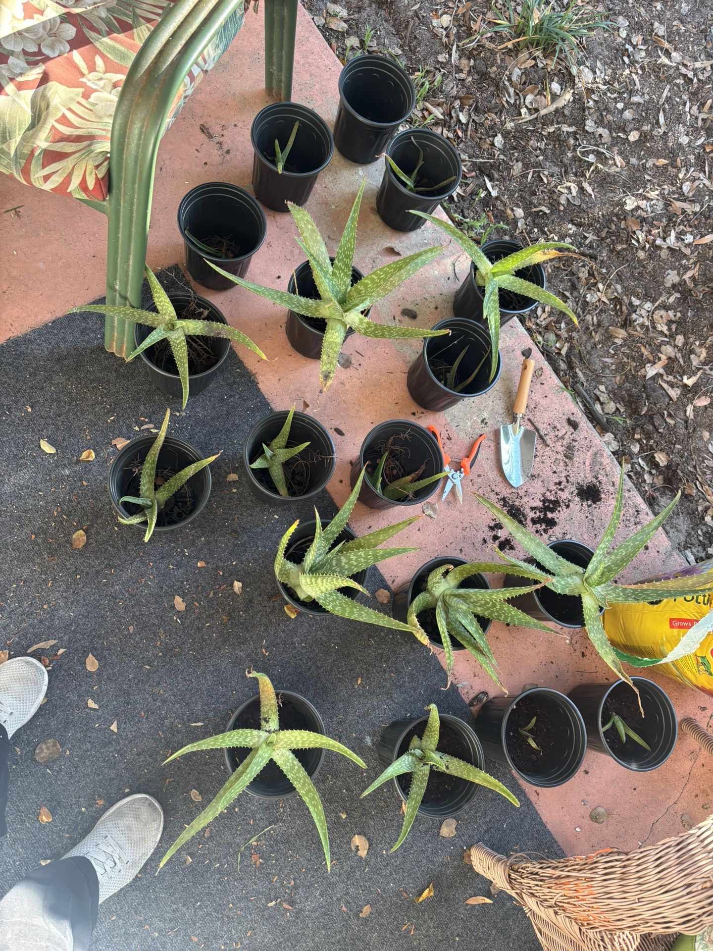ALOE VERA PLANTS - ALL SIZES