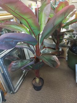Red Banana Plant