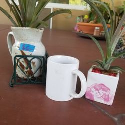 2 pink Pineapple plants $8.00