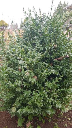 English boxwood 3 feet