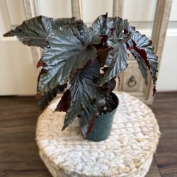 Begonia Black Magic
