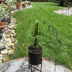Cactus 