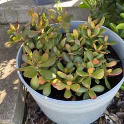 Jade Plant 