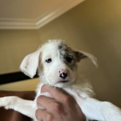 Puppy Collar 