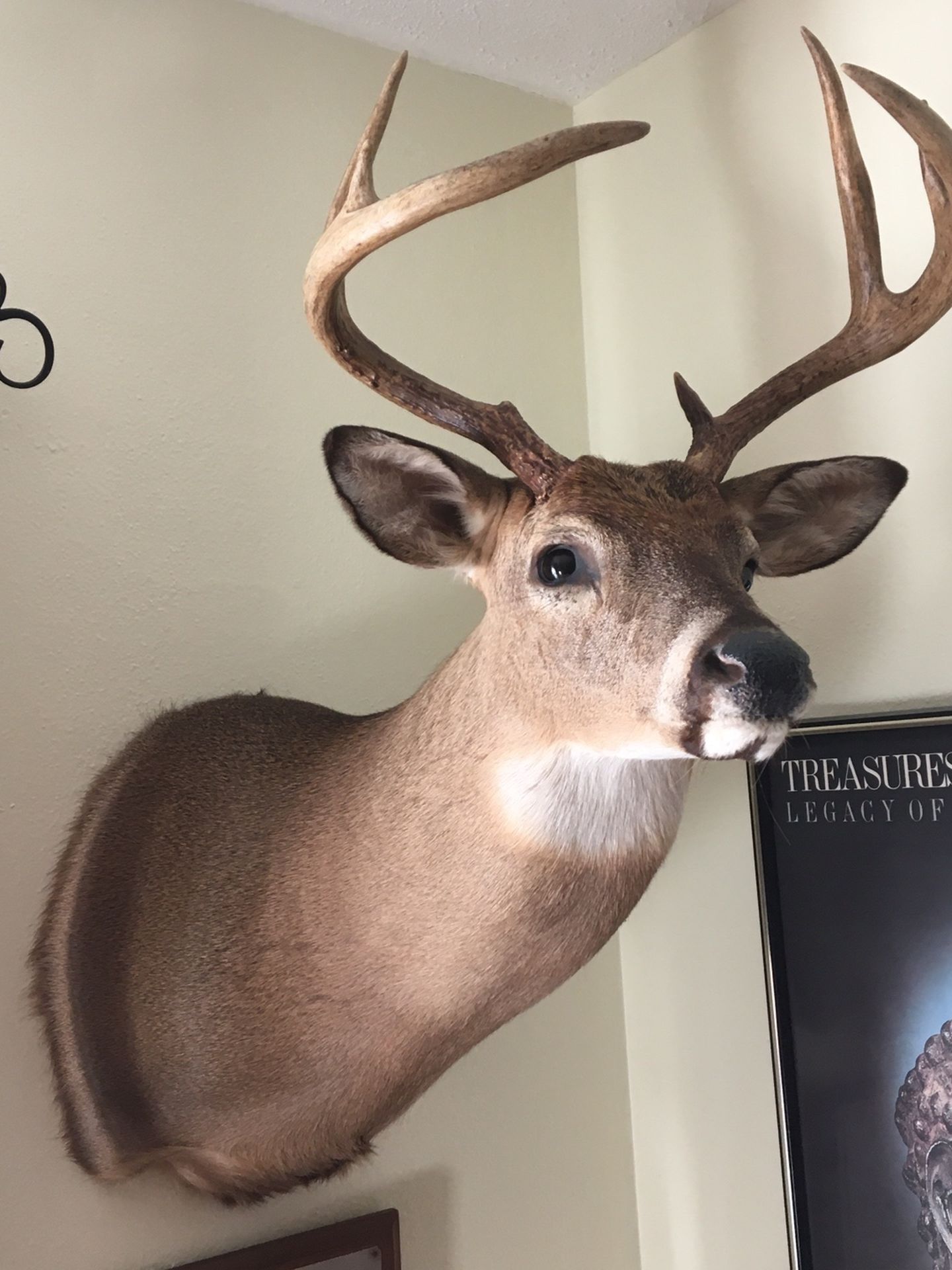 Deer Trophies For Sale