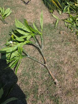 Cortes de plumeria