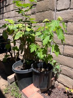 Canadian Maple tree and sugar Maple tree