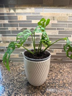 Swiss cheese plant Monstera adansonii