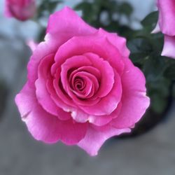 Rose Bush Plant, In 5 Gallons Pot Pick Up Only