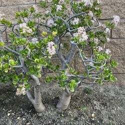 Very Nice Big Tree Jade With Flowers Like decoration In a Garden 