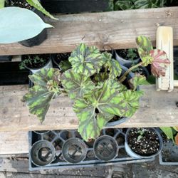 Begonia Rex | Houseplant