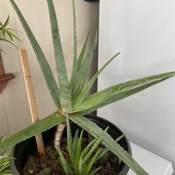 Sábila Grande Con Varios Hijuelos Y Cactus Naturales 