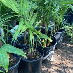 King Palm 5gallon $$$13 each