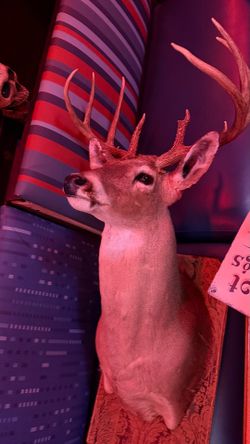Deer taxidermy