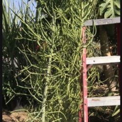 Fire Stick Suculent Cactus Plant
