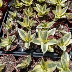 Sansevieria  Golden Hahnii  🔥🔥🪴 Indoors plants