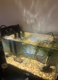 10 Gallon Aquarium Fish Tank with Filter and Heater