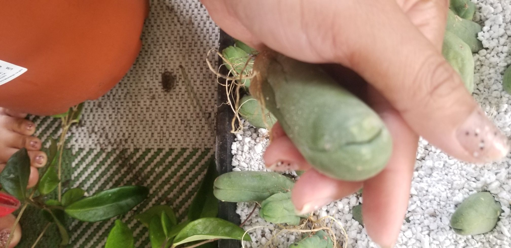 Pen is cactus