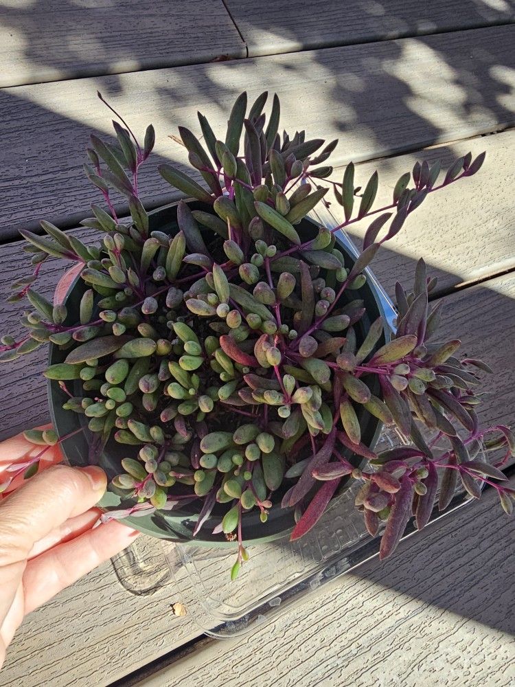 Ruby necklace Succulent 6" Pot